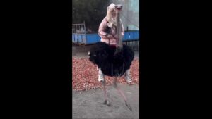 Tourist takes wild ride on the back of a runaway ostrich