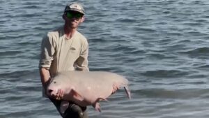 Monster 68-pound record-breaking fish caught and released in Texas