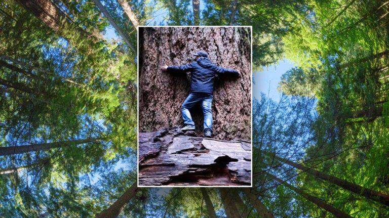 The world's oldest Douglas fir trees have lived over 1,000 years