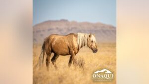 Utah authorities offering $30k reward for information on shooting death of wild horse