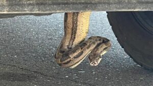 Arizona firefighters remove boa constrictor from pickup truck: 'Unusual call'