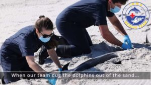 Four dolphins found dead on Mississippi's Petit Bois Island in 'very unusual event'