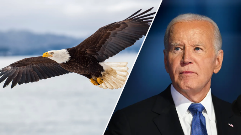 It's official: Biden signs new law, designates bald eagle as 'national bird'