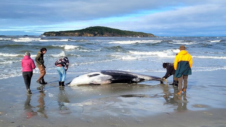 New Zealand scientists suspect specimen of world’s rarest whale died from head injuries