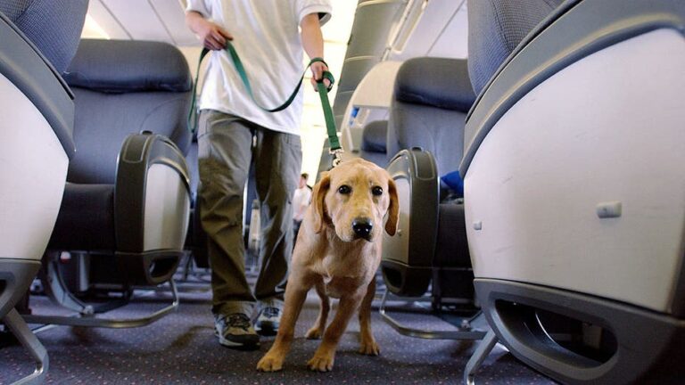 Airline passenger sparks debate after being seated near massive dog on plane