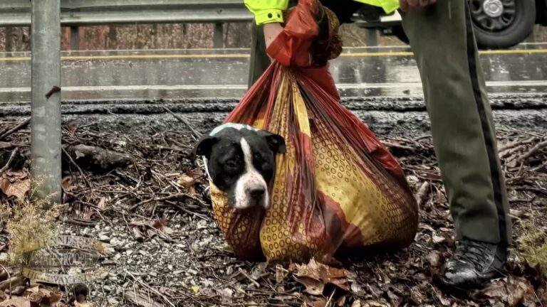 Tennessee agencies team up to rescue injured dog from ravine