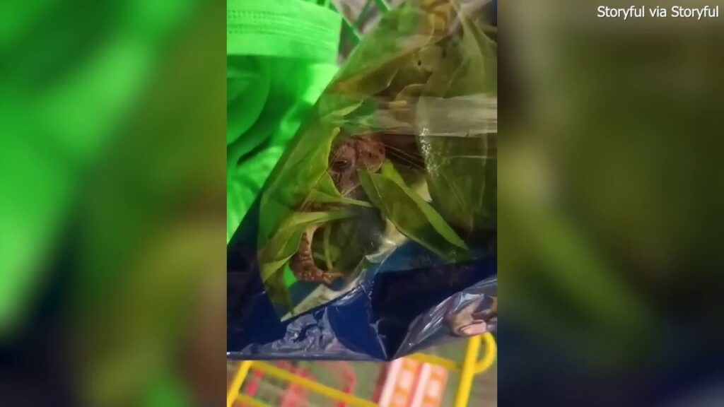 Live frog shows up in shoppers' salad bag