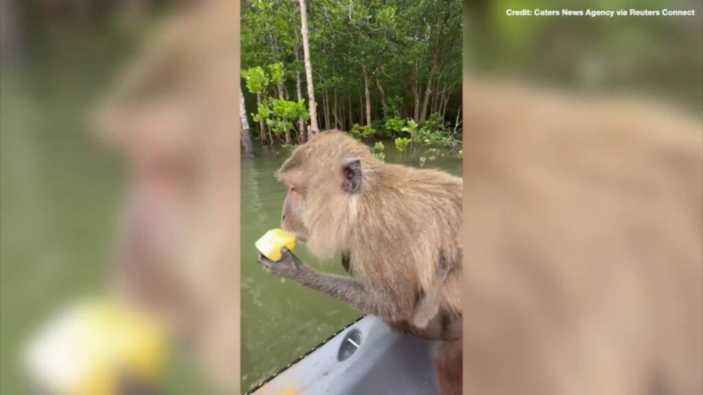 Kayakers on vacation stunned by wild passengers