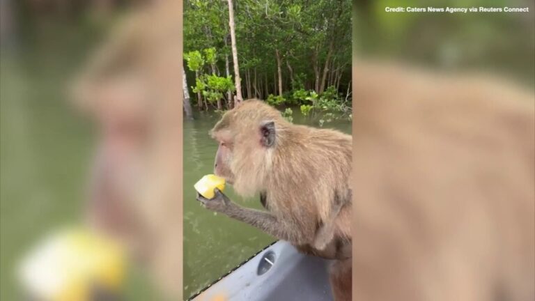 Kayakers on vacation stunned by wild passengers