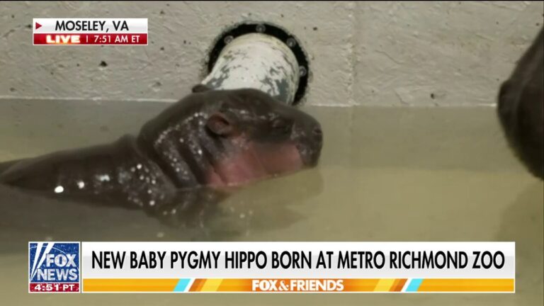 Newborn pygmy hippo rings in the New Year at Virginia zoo