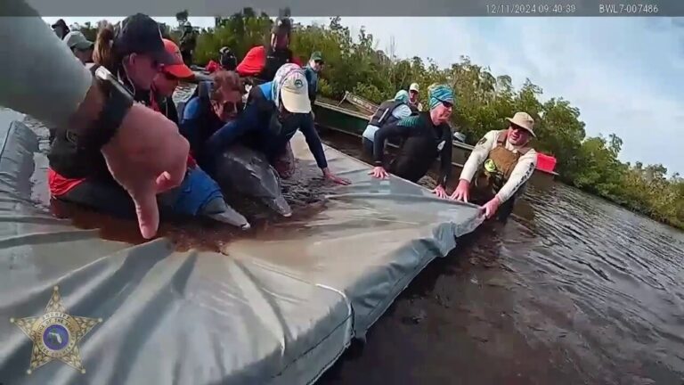 Florida officials rescue dolphins stranded in shallow lagoon