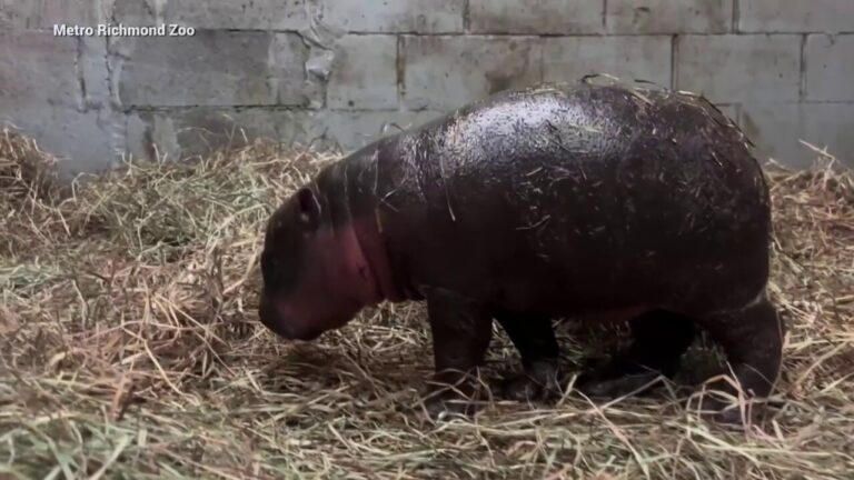 Zoo in Virginia welcomes newborn pygmy hippopotamus calf