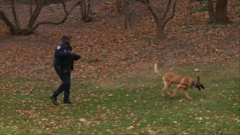 NYPD searching Central Park in manhunt for UnitedHealthcare CEO's killer