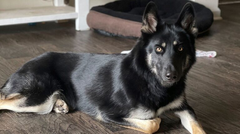 Missing dog returned to family home and rang the doorbell