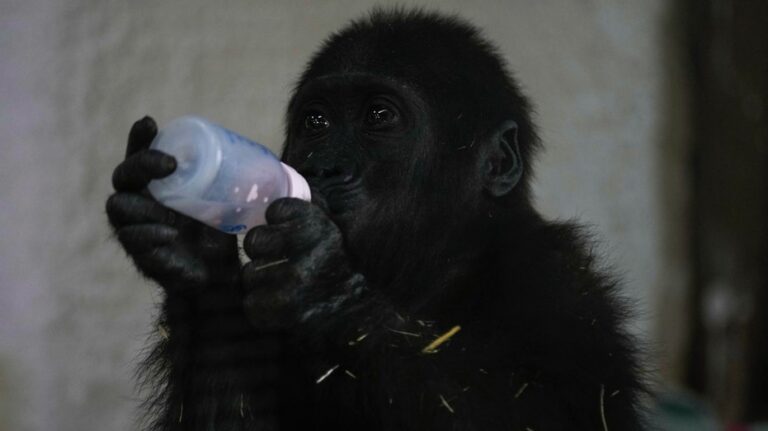 Baby gorilla found in plane cargo recovering at Turkish zoo