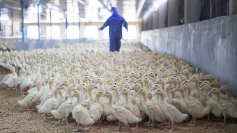 New bird flu strain detected on poultry farm as experts monitor mutations