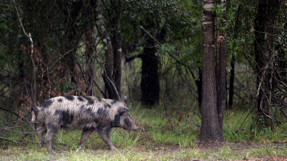 Feral hogs terrorizing Texas town, infuriating locals: 'I can't go out there and start blasting'