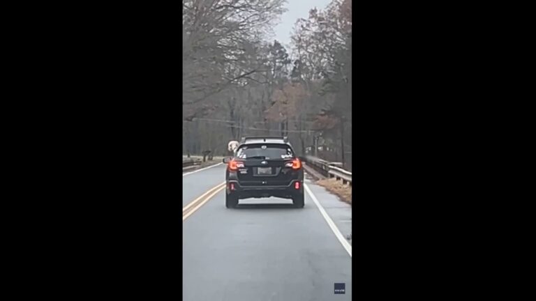 Family left 'dying laughing' as dog gets the 'zoomies' in back of moving car