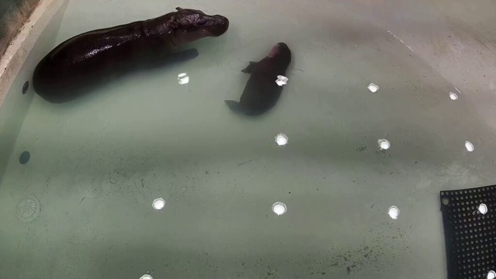 Viral pygmy hippo duo can now be seen on zoo's livestream