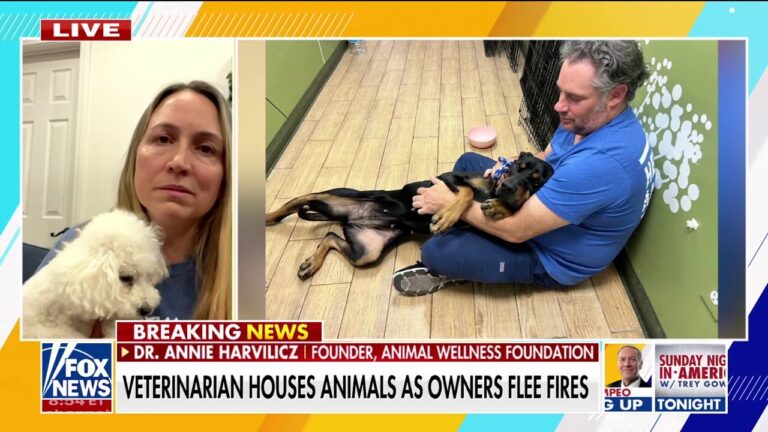 Veterinarian houses abandoned animals as wildfires rage on