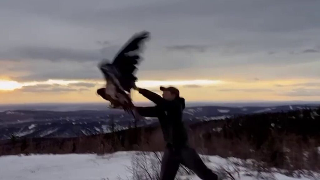 WATCH: Bald Eagle rescued by Alaska police released into the wild