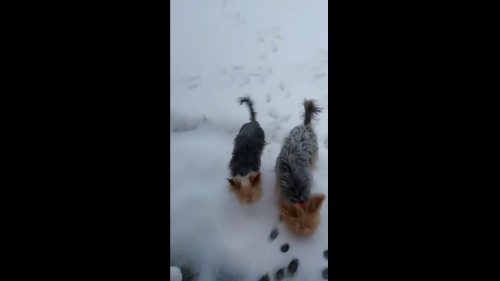 Dogs frolic through fresh snow in adorable video