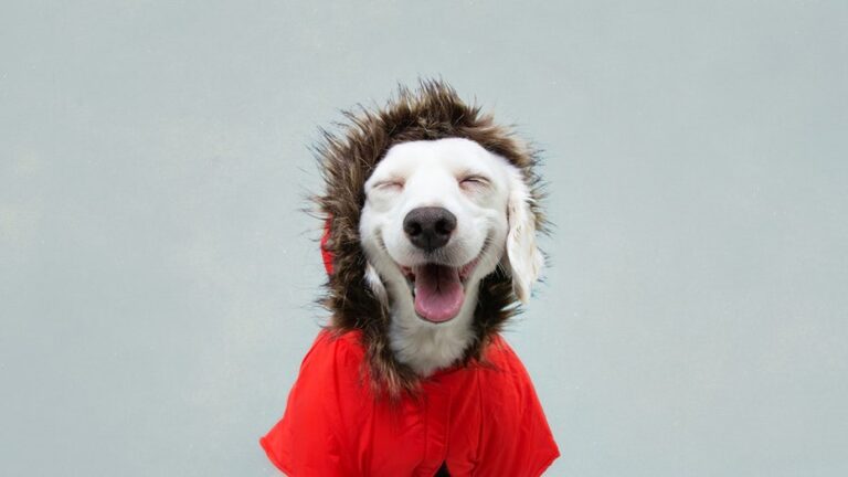 14 winter dog jackets that'll keep your dog warm during winter walks