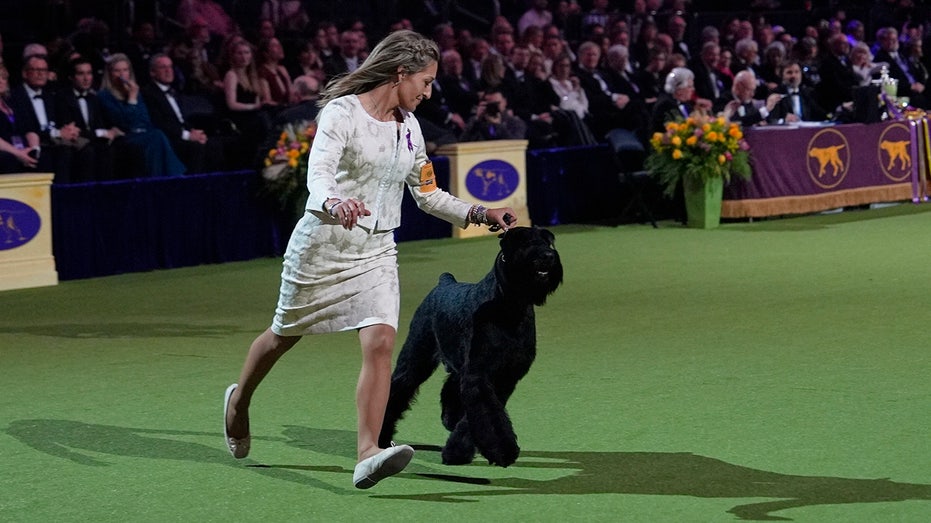 Monty the Giant Schnauzer named Best in Show at the 149th Westminster Dog Show