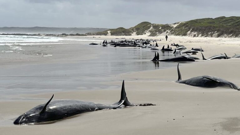 Experts give up hope for 157 false killer whales stranded on remote Australian beach