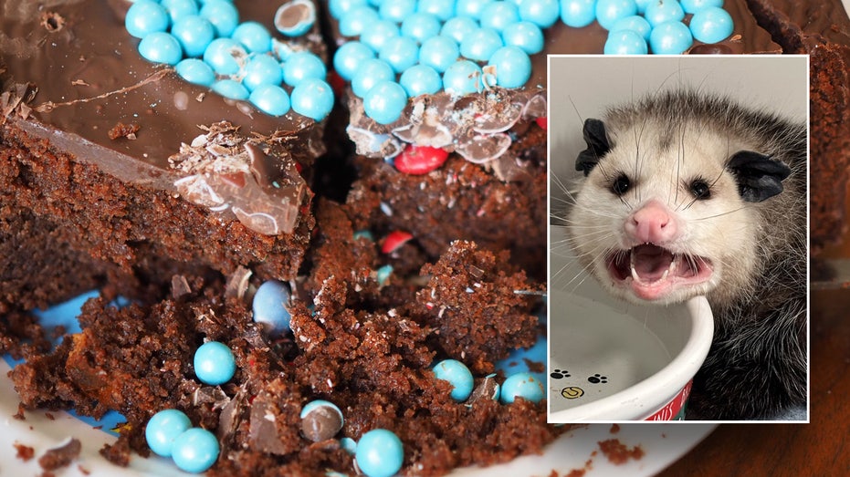 Opossum eats entire Costco chocolate cake, says wildlife rehab: 'Been there, girl'