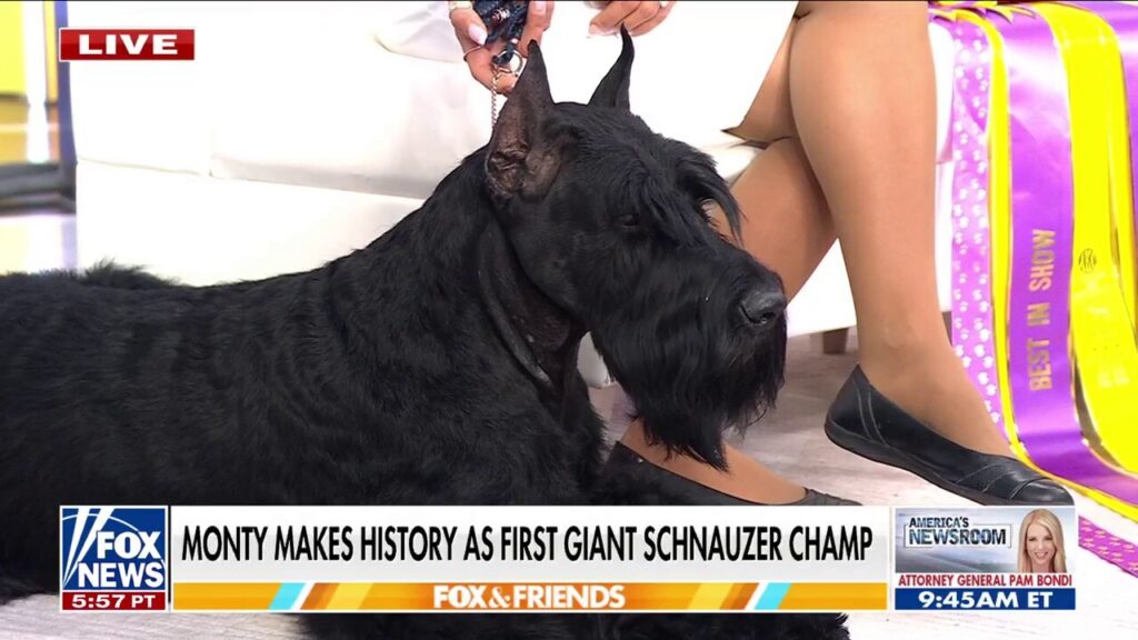 Giant Schnauzer wins ‘best in show’ at the Westminster Kennel Club Dog Show