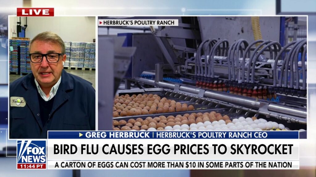 Poultry farmer reacts to egg shortage: 'We're entering the fourth year of a battle and we're losing'