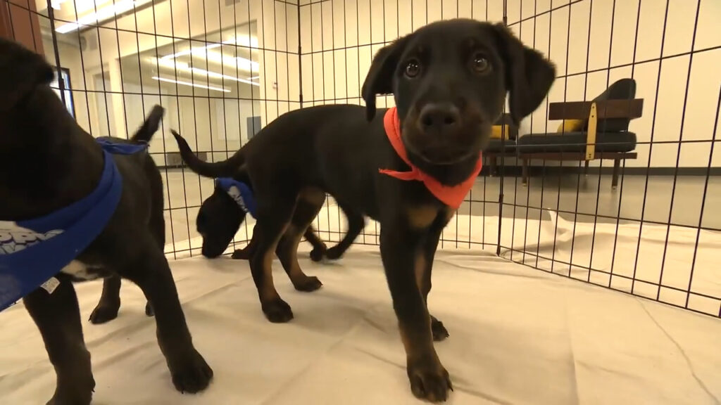 2025 Puppy Bowl: LA rescue & puppies in-studio