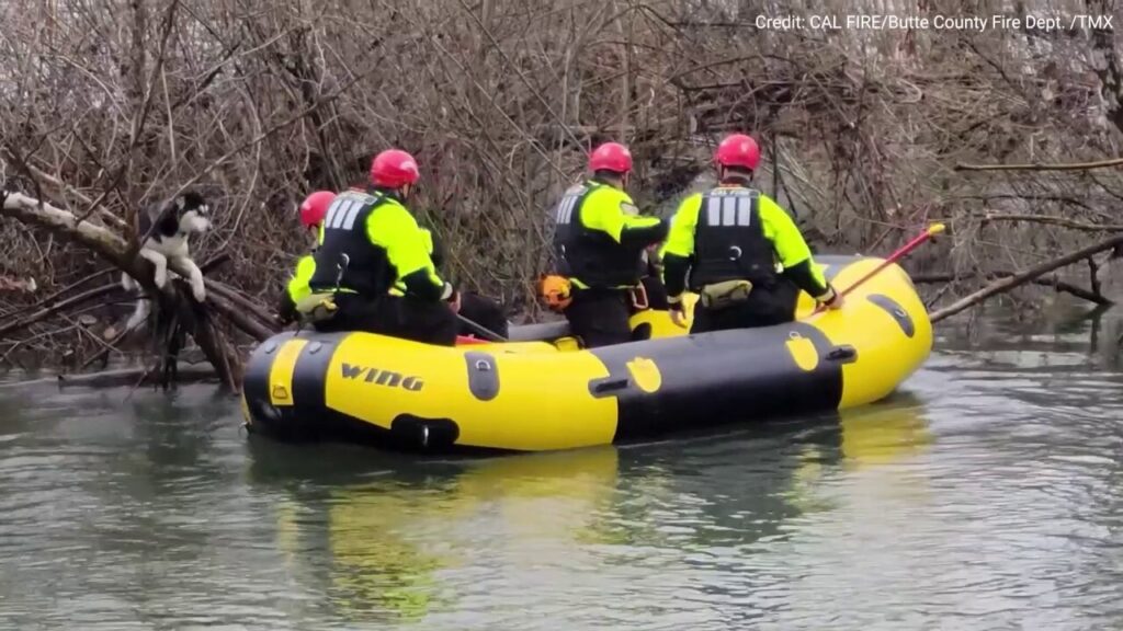 Dogs rescued from river in dramatic scene