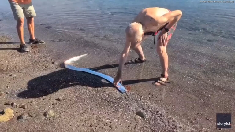 Beachgoers encounter rare sea creature in Mexico