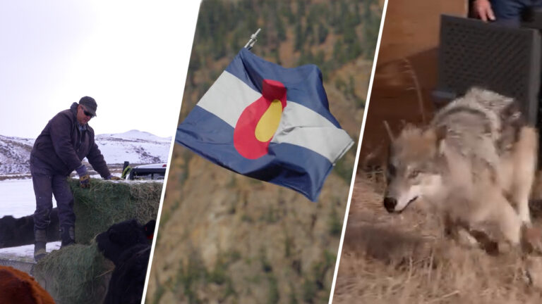 On Colorado’s Western Slope where lifelong ranchers say they’ve been thrown ‘to the wolves’