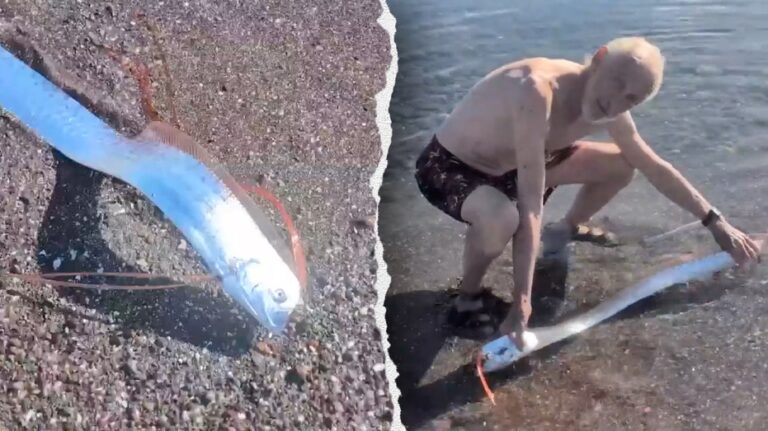 Mysterious 'doomsday fish' shocks beachgoers as it approaches shallow waters