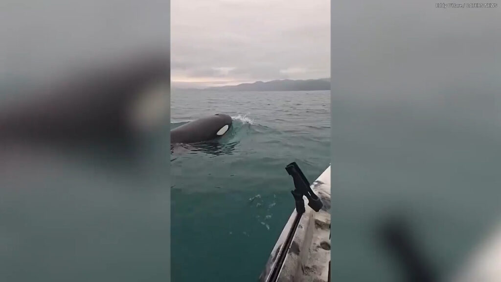 Orca swims under kayaker's boat in heart-stopping moment