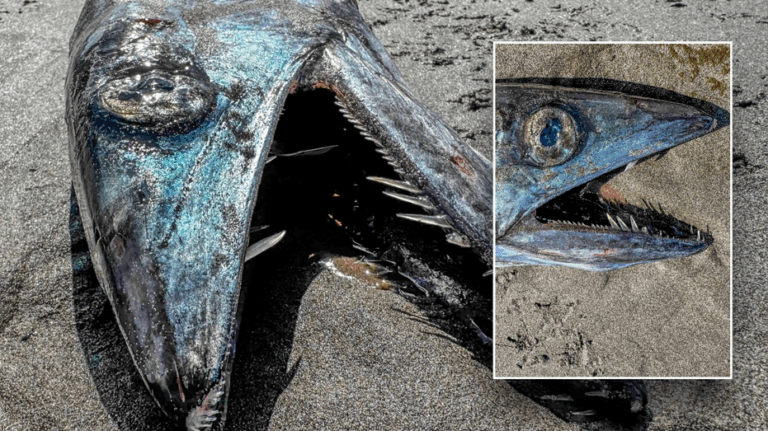 'Odd-looking' deep sea fish washes up on beach, surprising locals: 'Would not expect to run across'