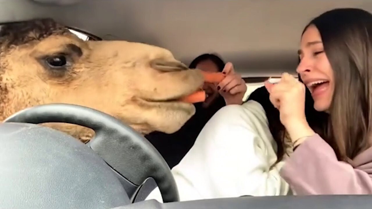 Carrot-hungry camels invade car at safari park as friends freak out