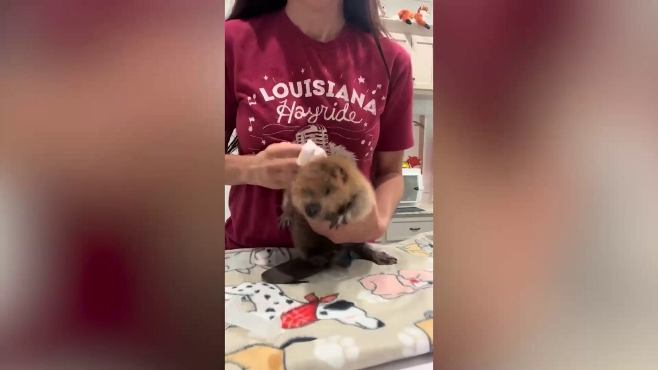 Mealtime temper tantrum: This little critter 'serious about his food'