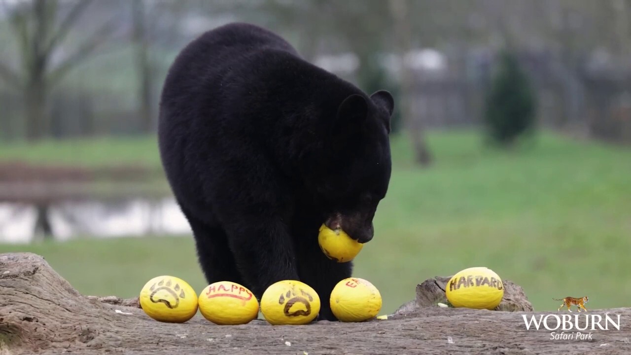 Easter egg hunt at safari park draws in eager participants