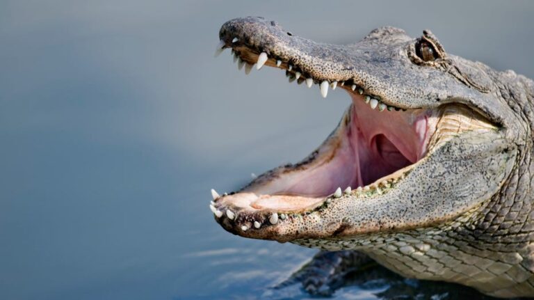 What causes nearly every alligator attack on humans? Study says it's our fault