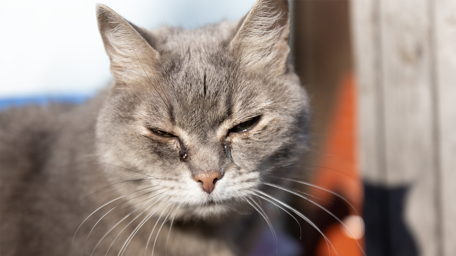 New York's Suffolk County approves law punishing convicted animal abusers if they own pets