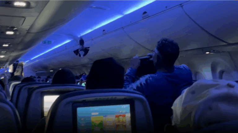Delta fight disrupted by pigeon flying around inside cabin, video shows