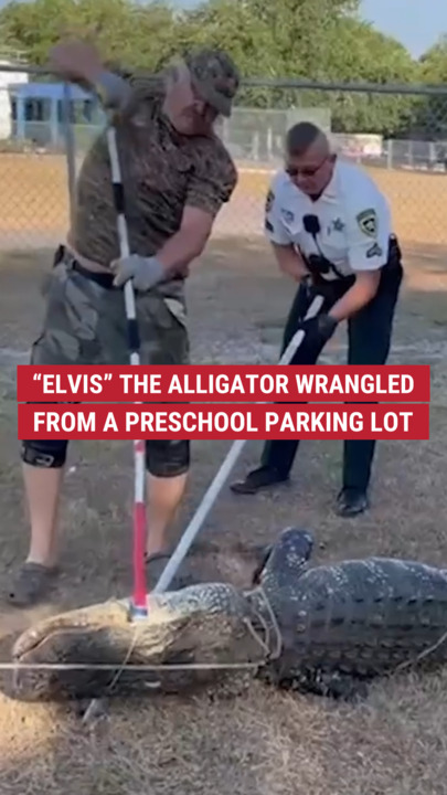 This 9-foot gator named Elvis was captured outside a preschool in Florida 🐊