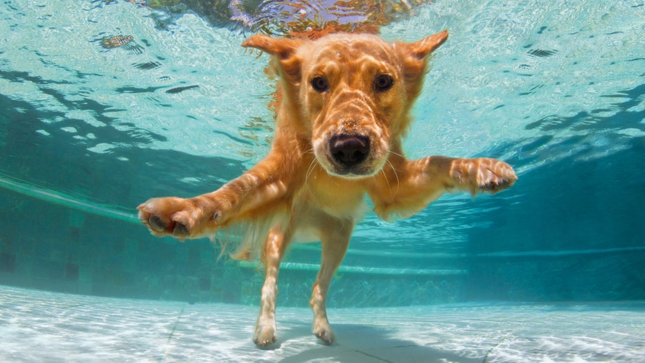 Gear your dog up for summer during the Amazon Pet Sale