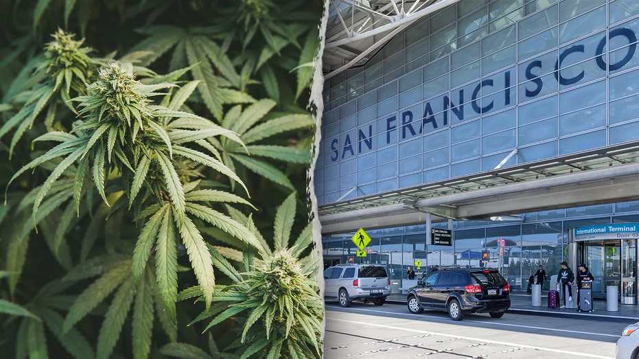 California woman allegedly tried to smuggle 151 pounds of marijuana onto international flight