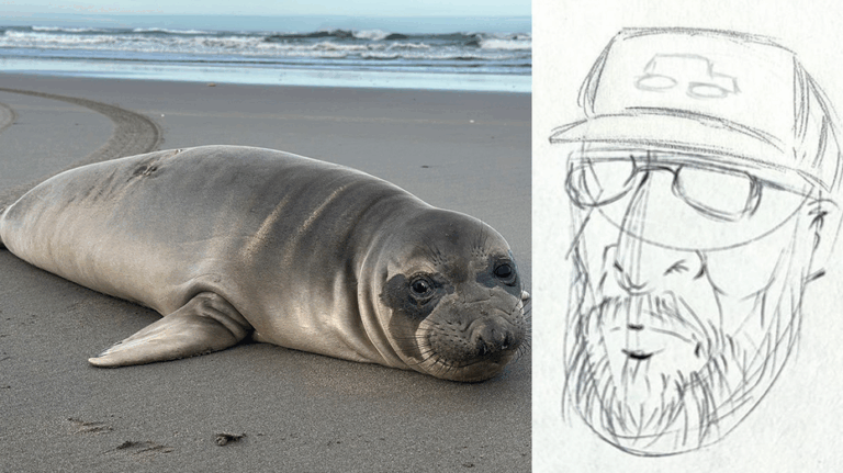Oregon seal pup stabbed multiple times as NOAA seeking to track down person of interest