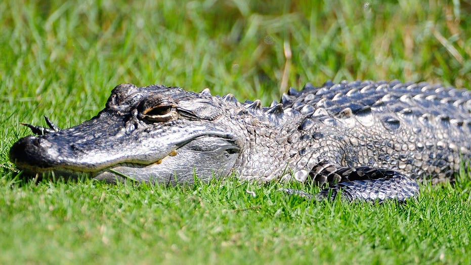 Alligator mauls woman canoeing as Florida urges vacationers to avoid disaster with safety tips